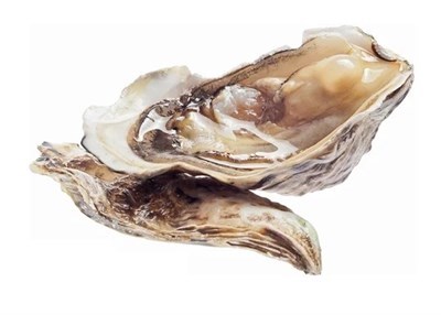 Устрица «Розовая Джоли» 00877