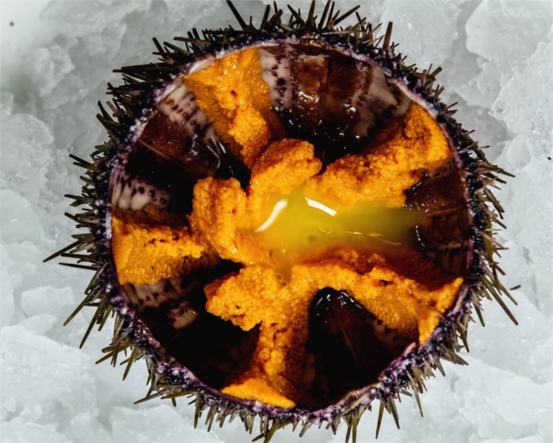 Морской ёж  00878